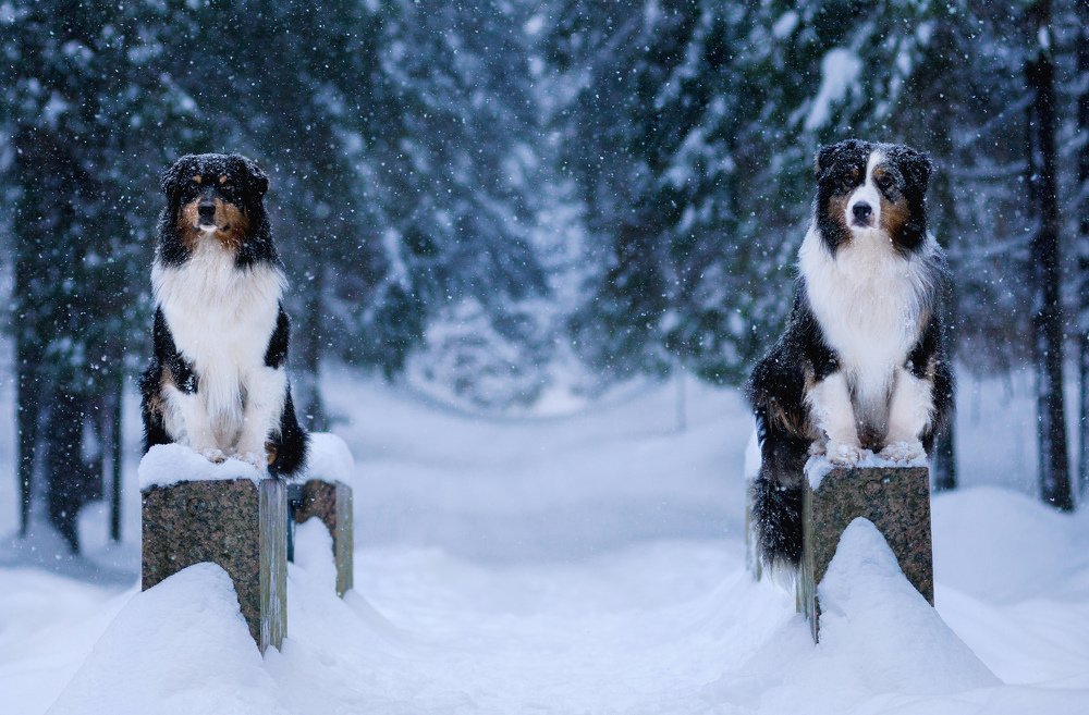 Photograph by Svetlana  Palaychuk