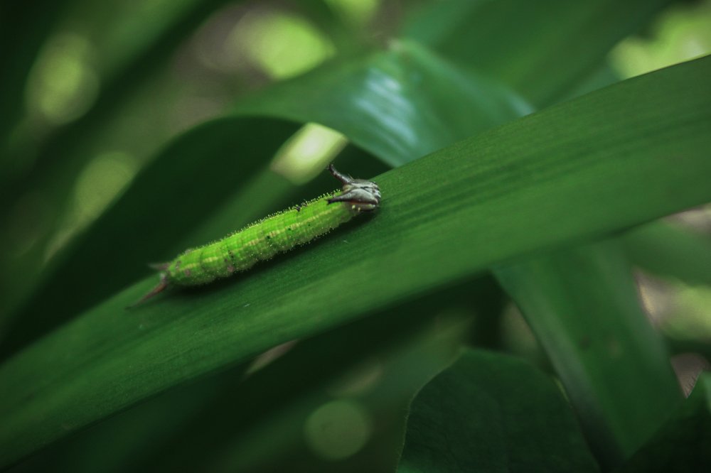 Photograph by Mithun Narayanan