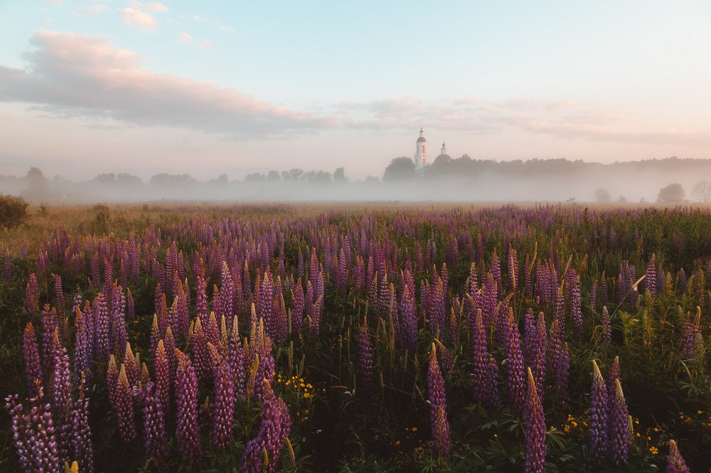 Люпиновый рассвет