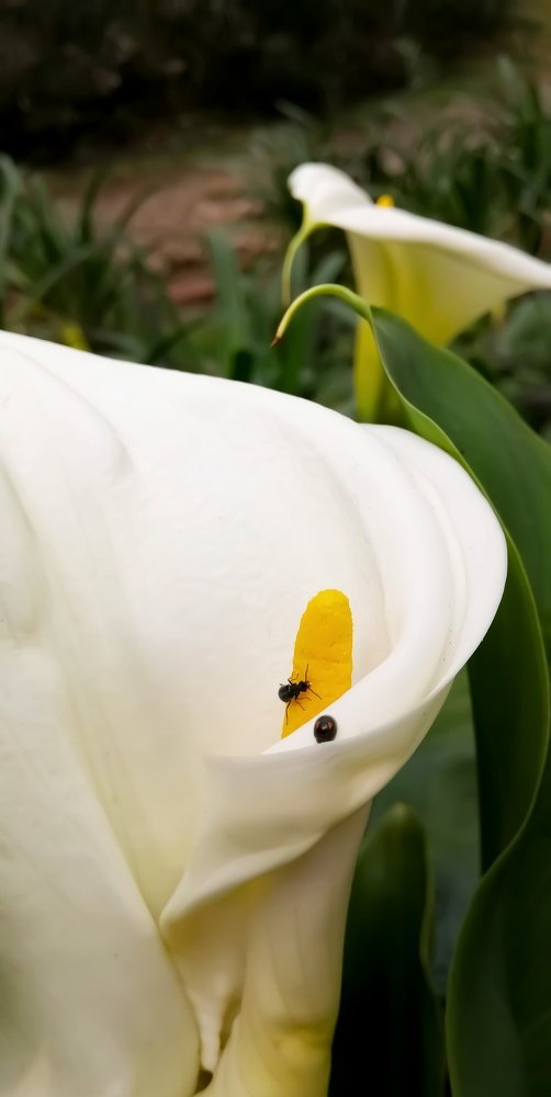 Photograph by Manish Manandhar