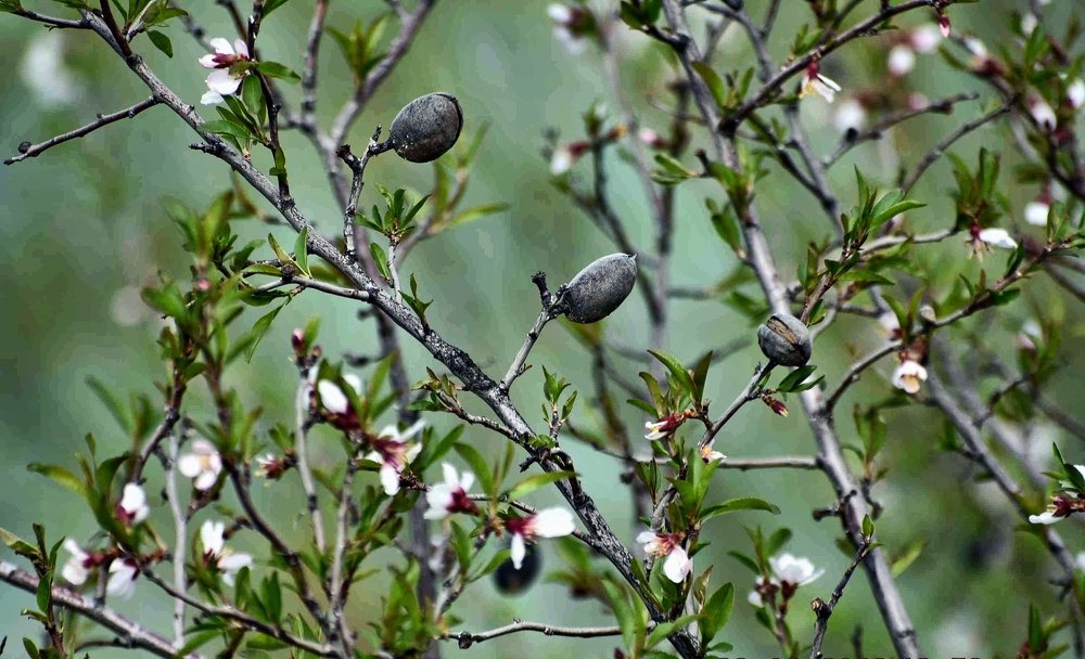 Photograph by Shukhrat Tulyaganov