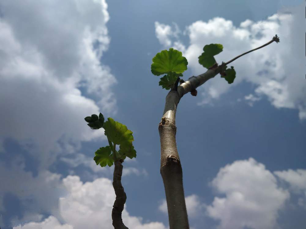 Photograph by Manish Manandhar