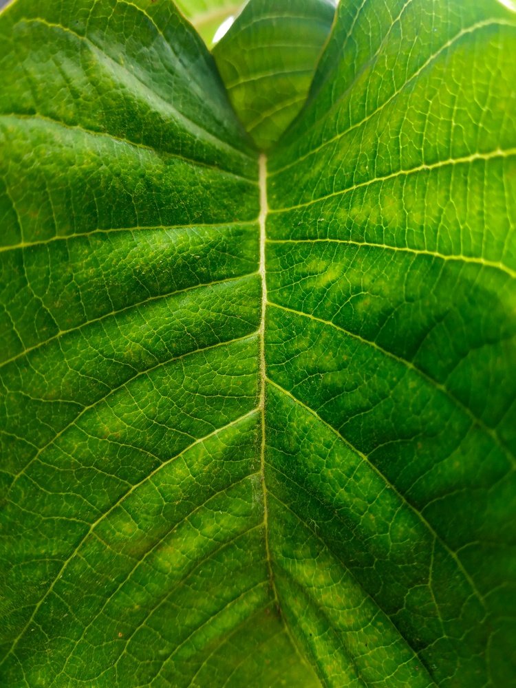 Photograph by Manish Manandhar