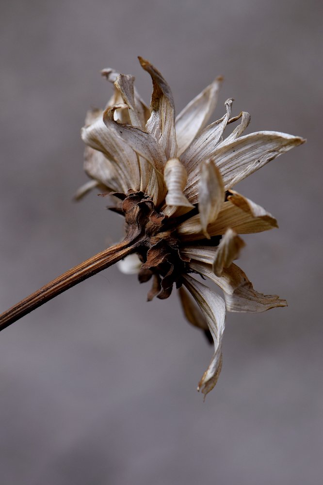 Photograph by Юлия Старкова