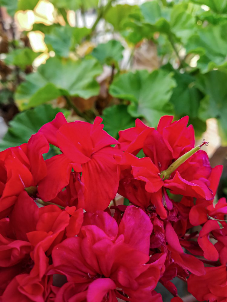 Photograph by Manish Manandhar