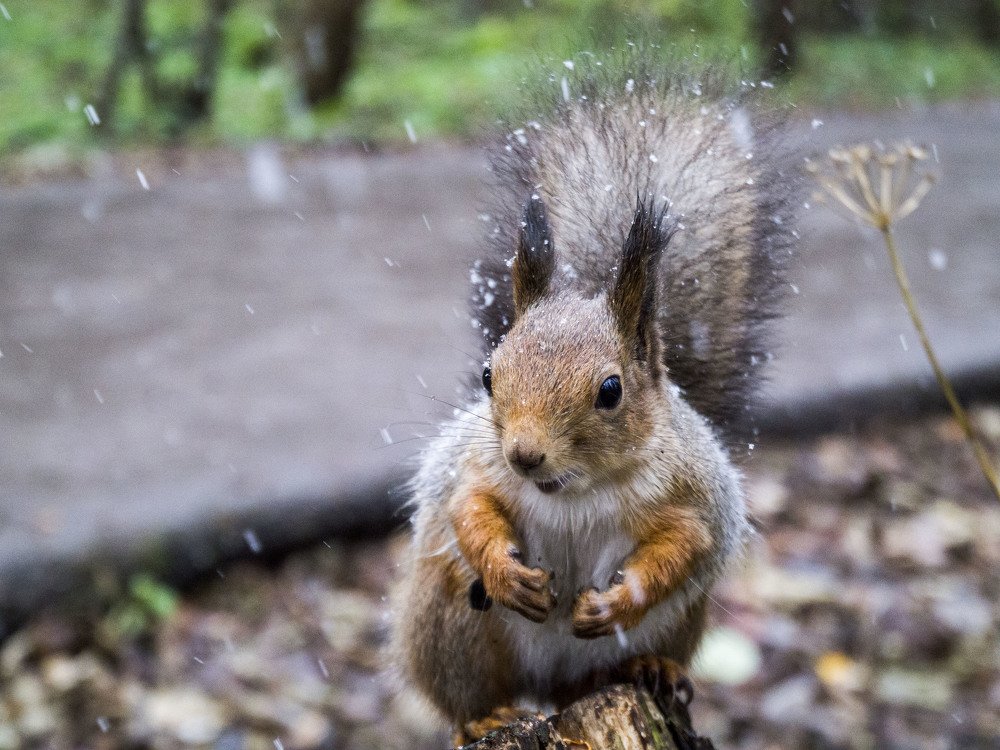 Photograph by Виктор Печищев