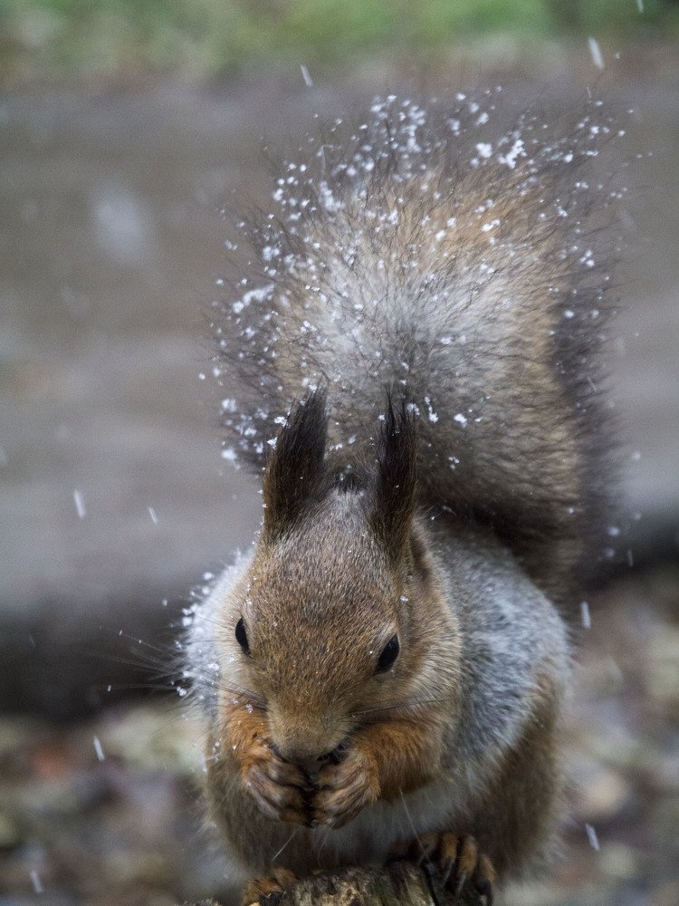 Photograph by Виктор Печищев