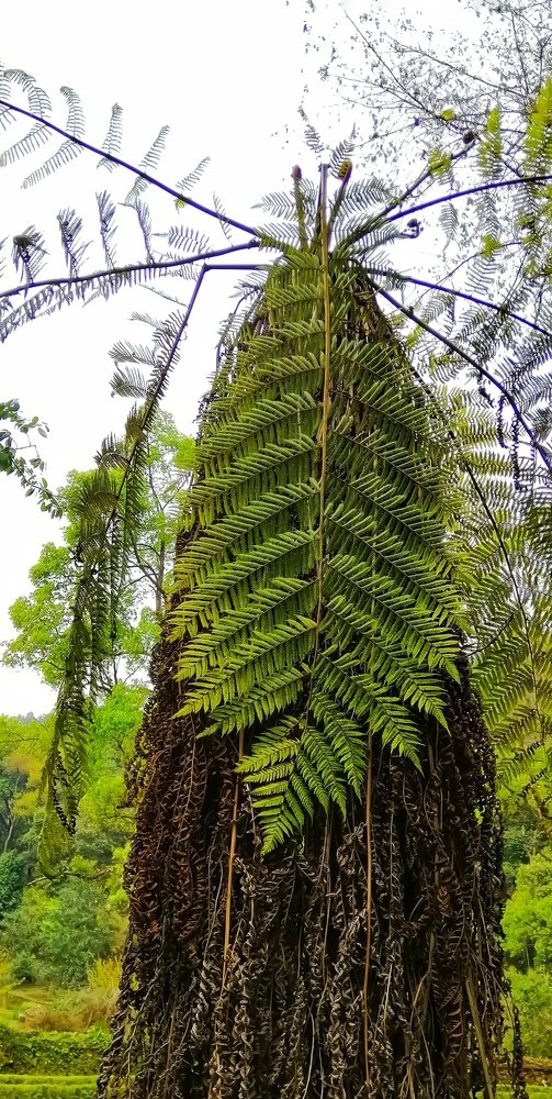 Photograph by Manish Manandhar