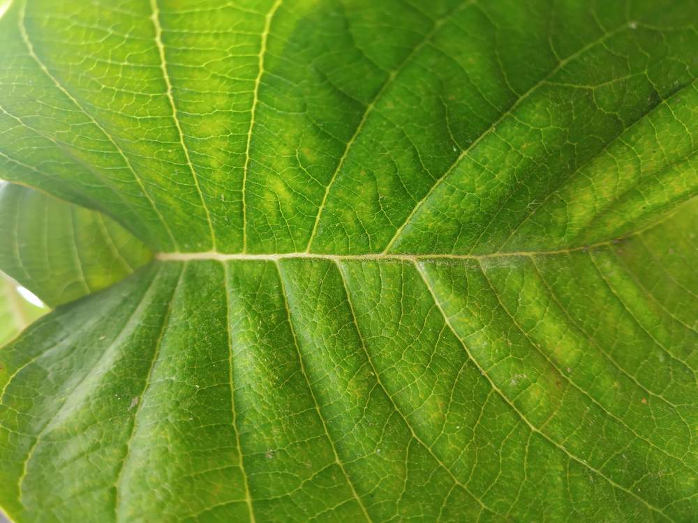 Photograph by Manish Manandhar