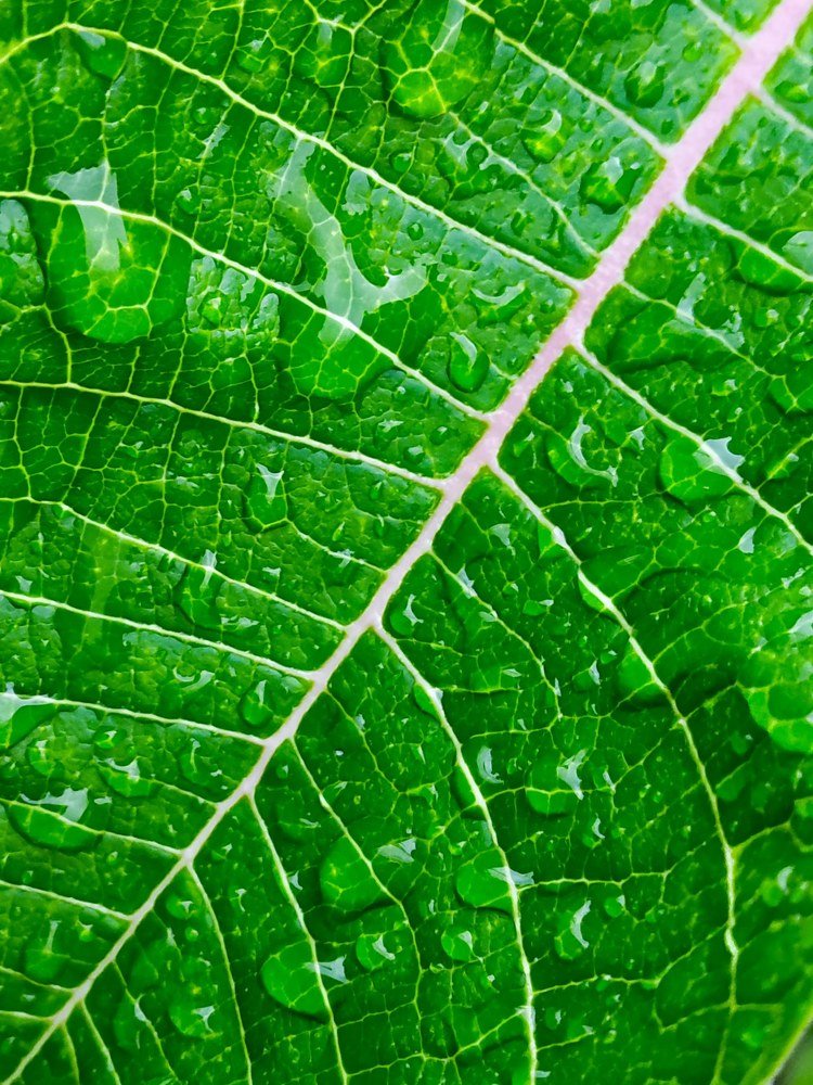 Photograph by Manish Manandhar