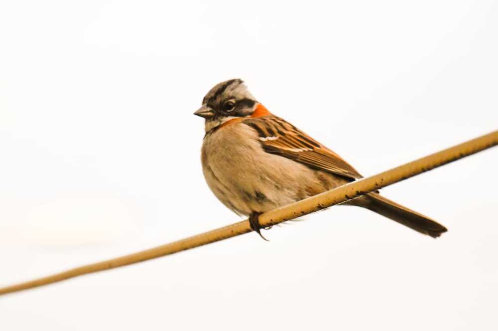 Photograph by Carlos Barría