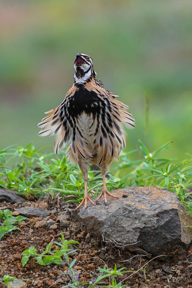 Photograph by Prasad Datar
