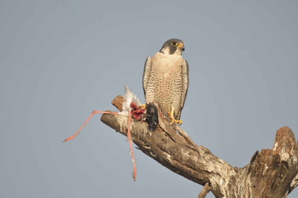 Photograph by Prasad Datar