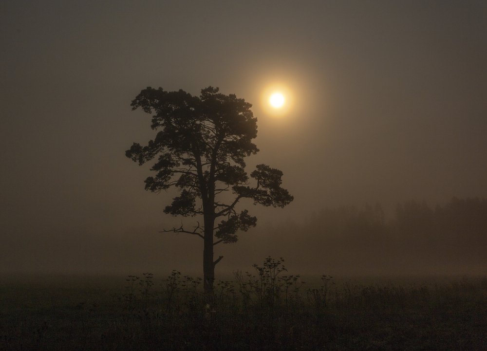 Фотография автора Андрей Логвинович