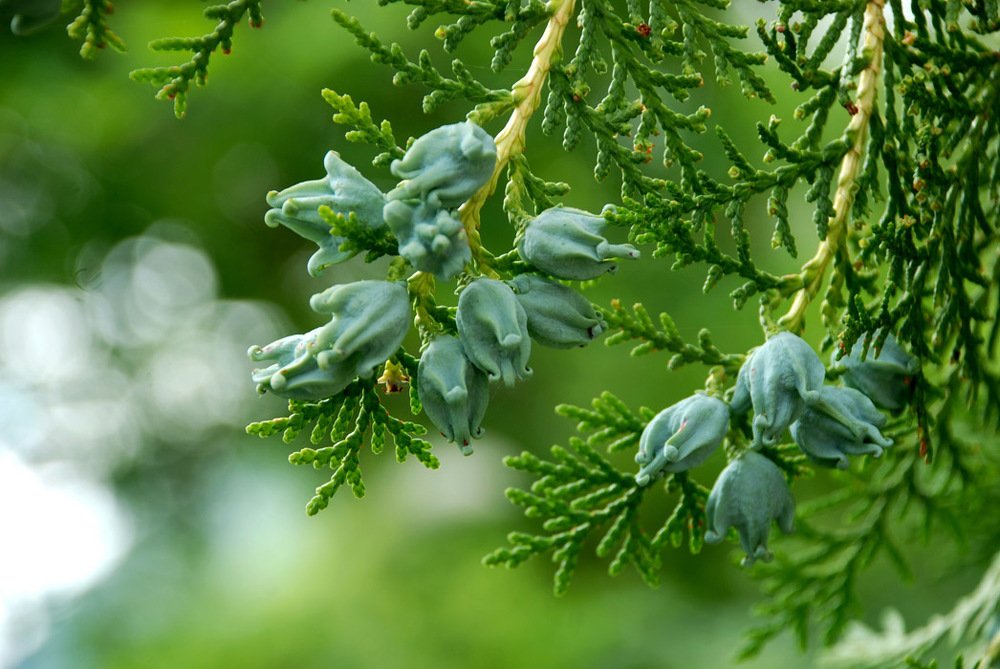 Photograph by Gordana Nikolovska-Dimeska