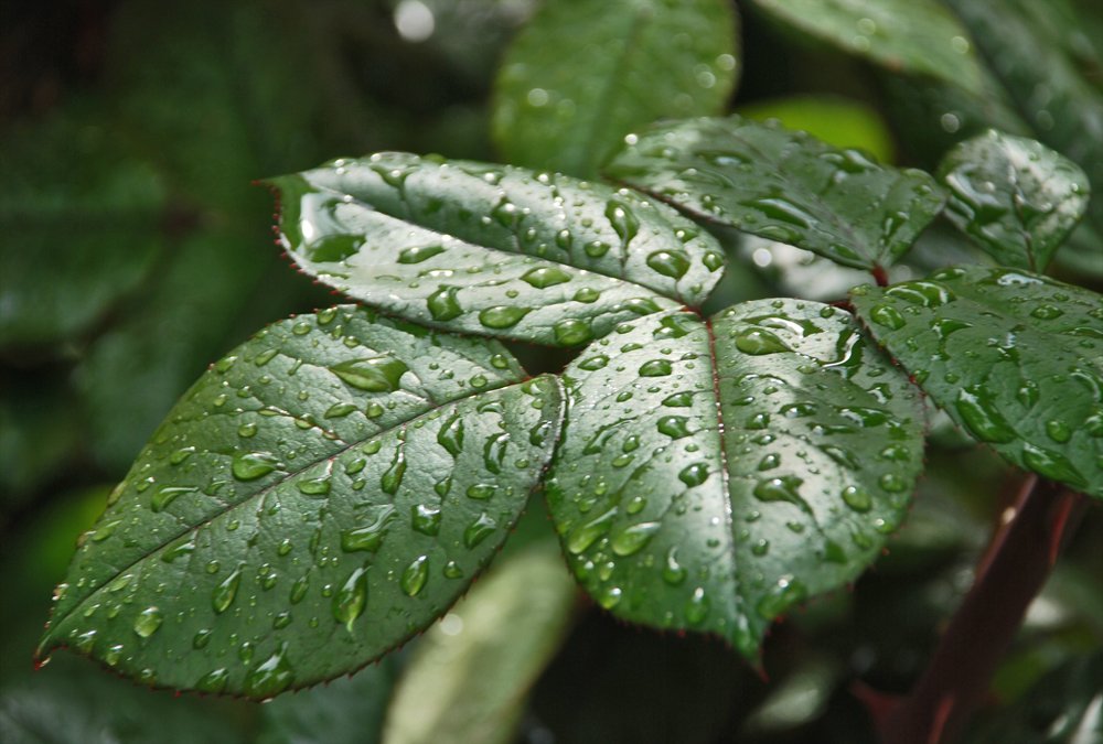 Photograph by Gordana Nikolovska-Dimeska