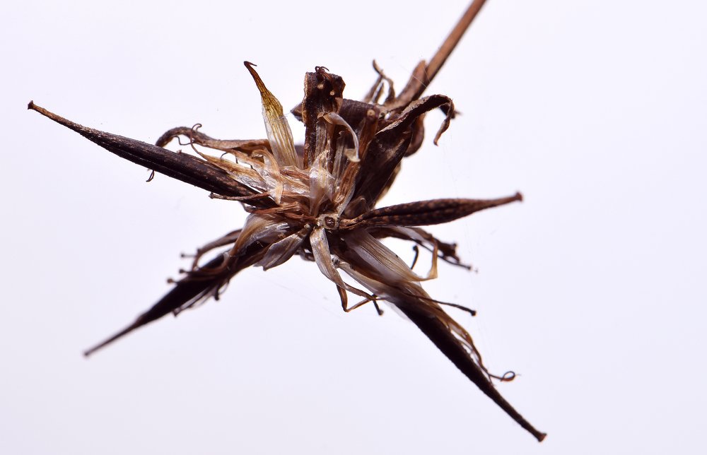 Photograph by Юлия Старкова