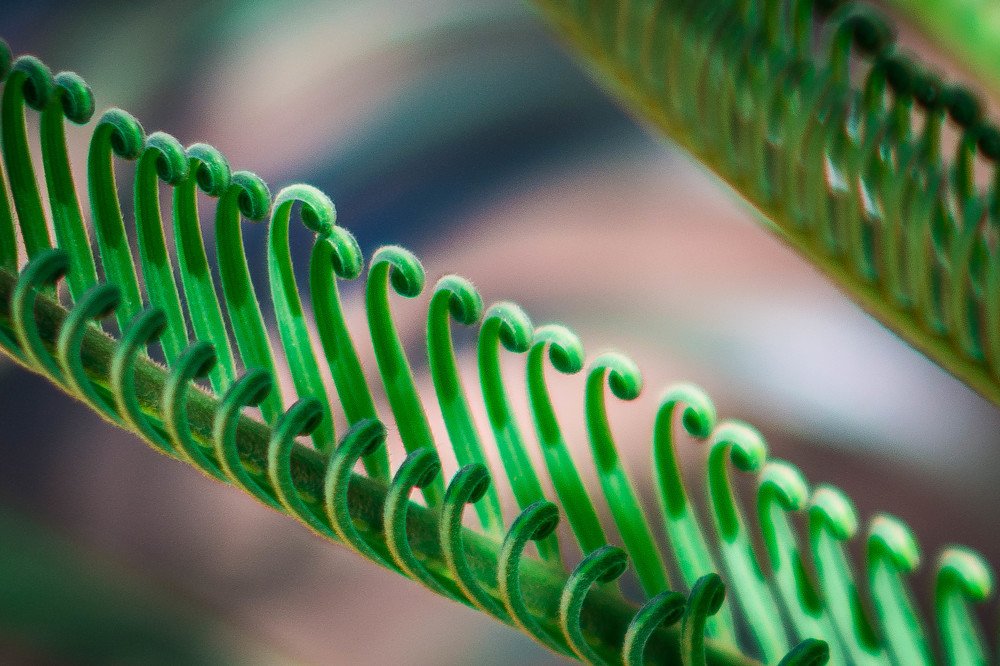 Photograph by Massimo Chiozzi