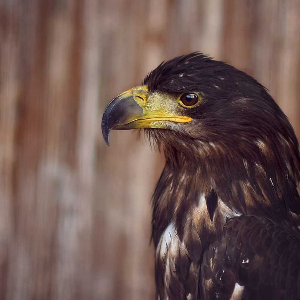 Фотография автора Елена Баклач