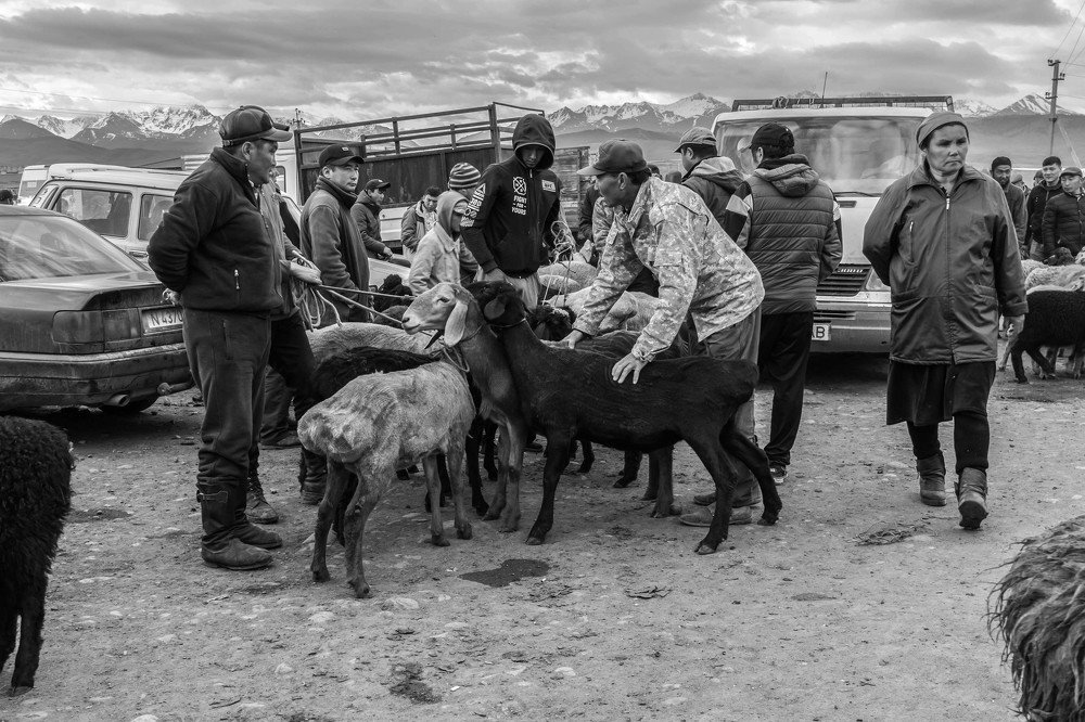 Animal market, Kyrgyzstan 2019