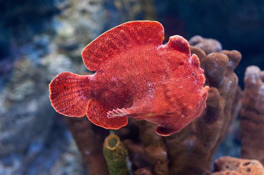 На грани величия