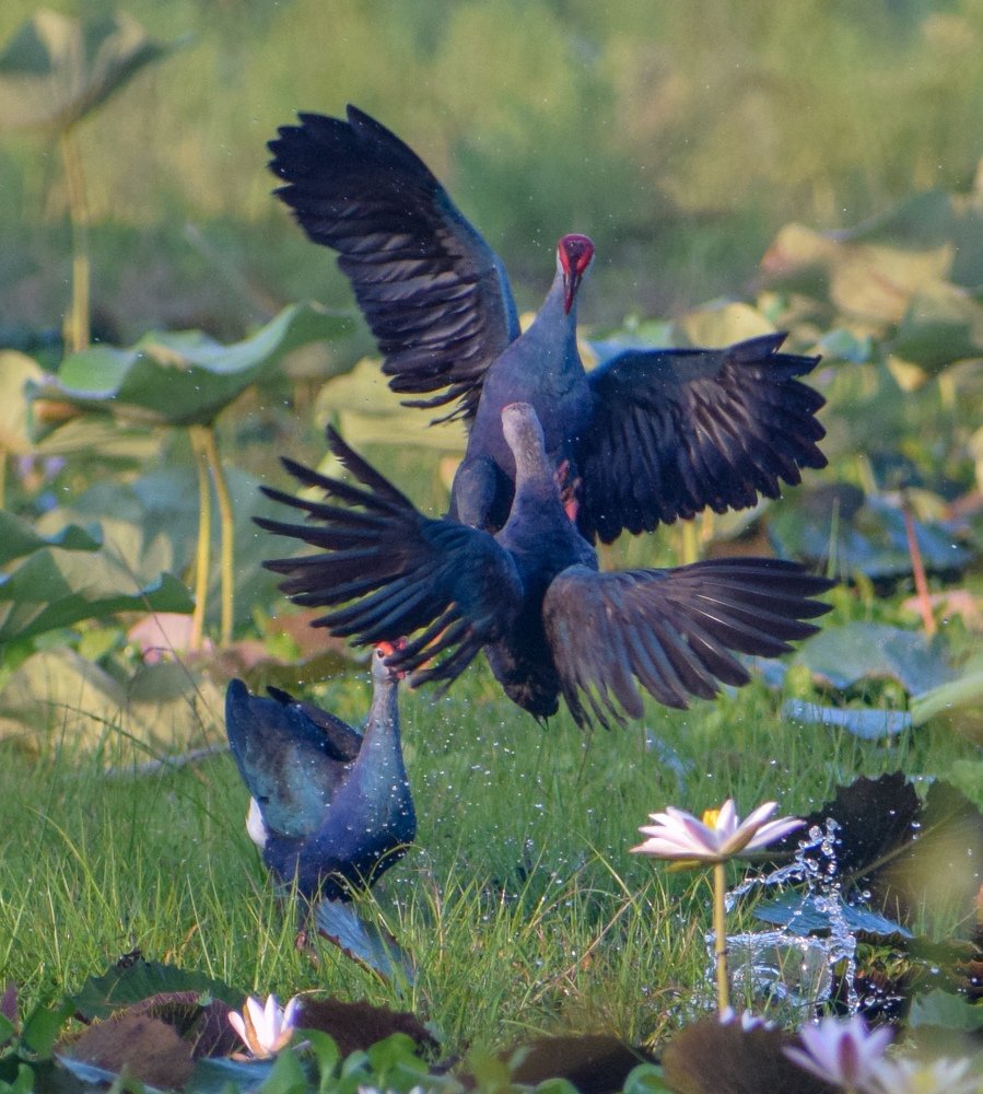 Photograph by Ragu Varan