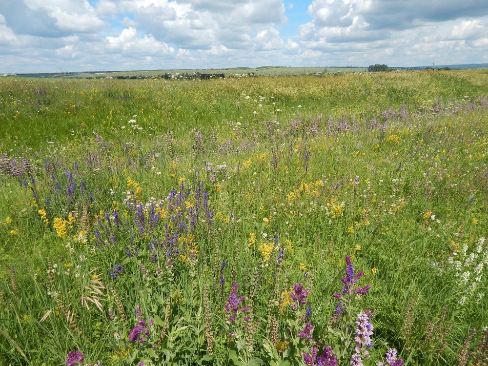 Летний луг.