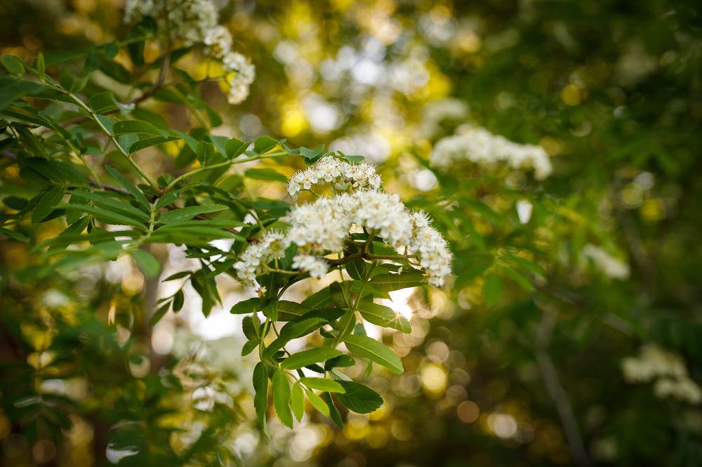Фотография автора Анна Толмачева