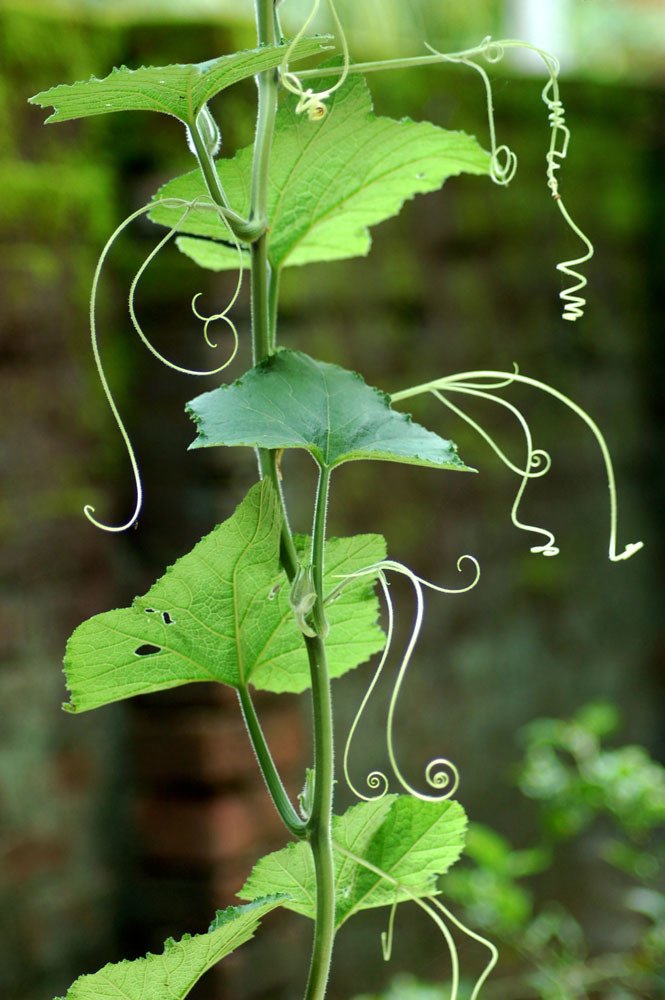 Photograph by ARNAB GHOSAL