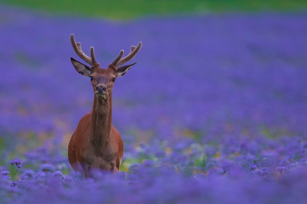 Photograph by Wieńczysław Rak