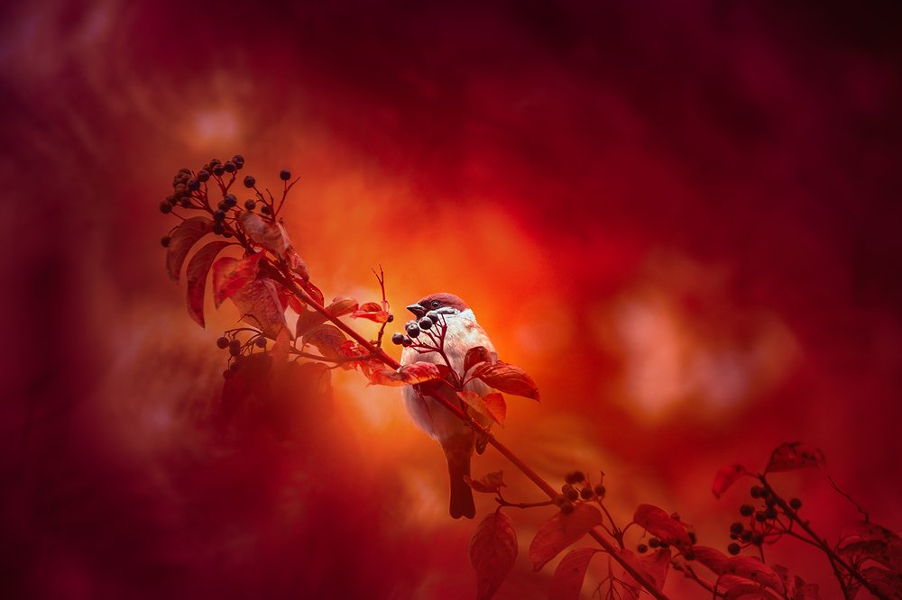 Красный октябрь.