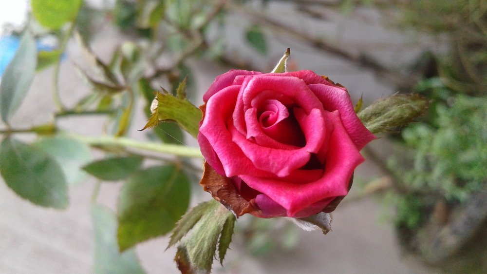 Flora