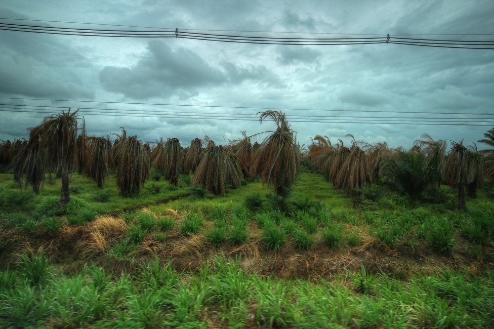 Photograph by 