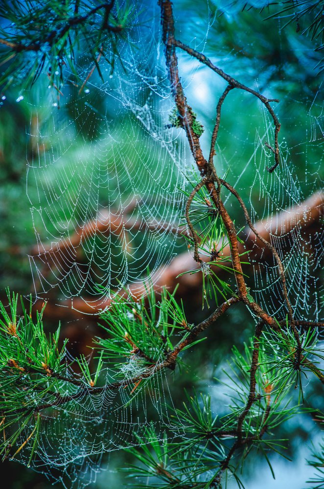 Photograph by Andrey Chuntomov