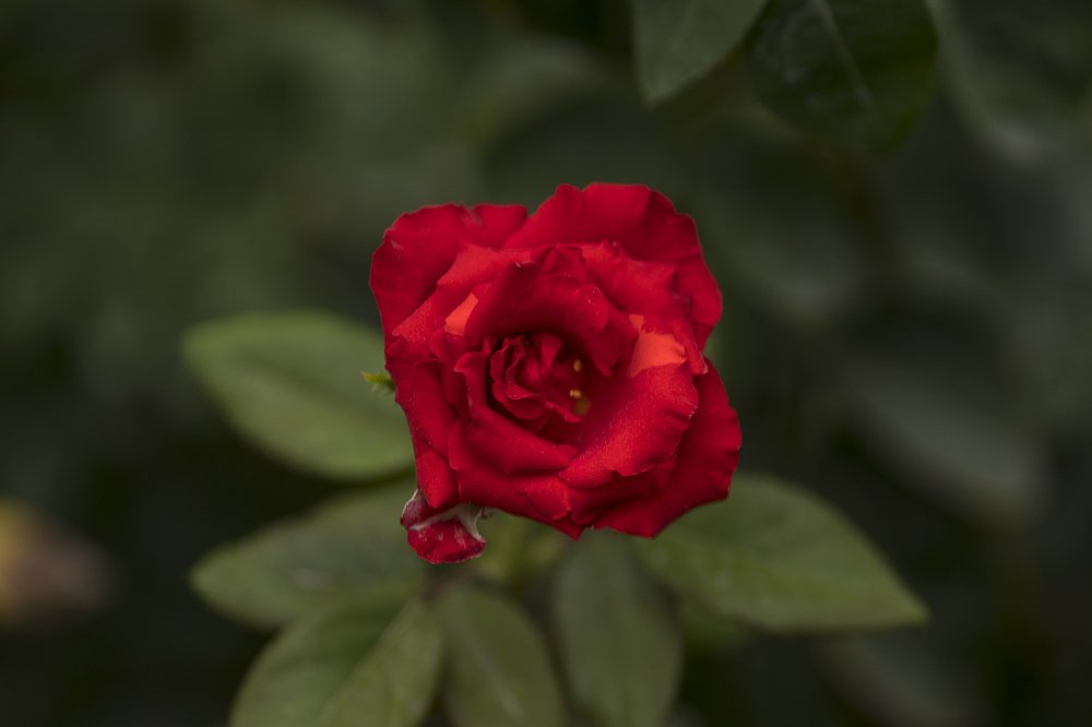 Photograph by Нурдулла Балманов