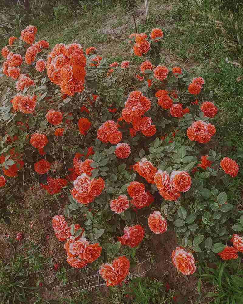 Photograph by Вероника Косян