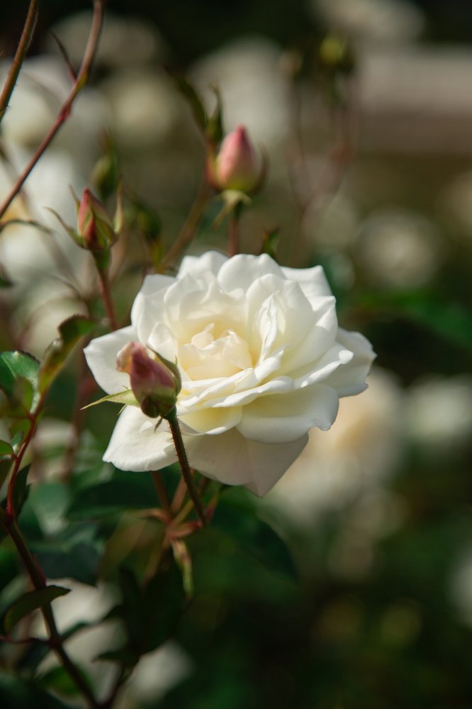 Photograph by Наталья Золотарева