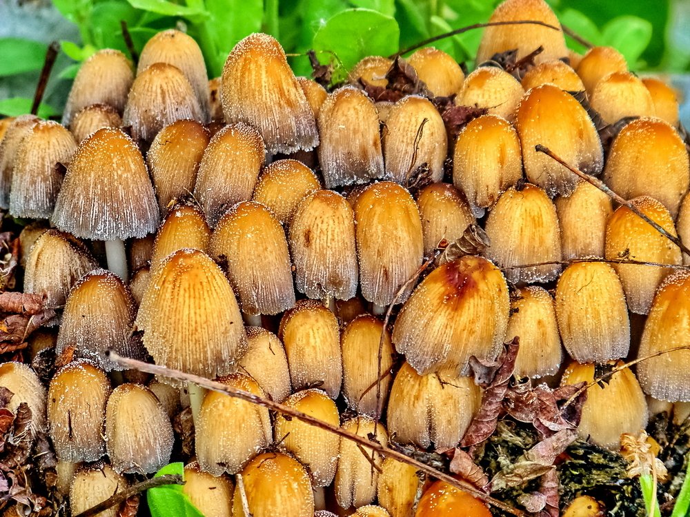 Mushrooms