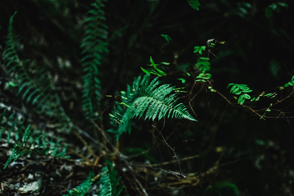 Photograph by Нина Костилевская