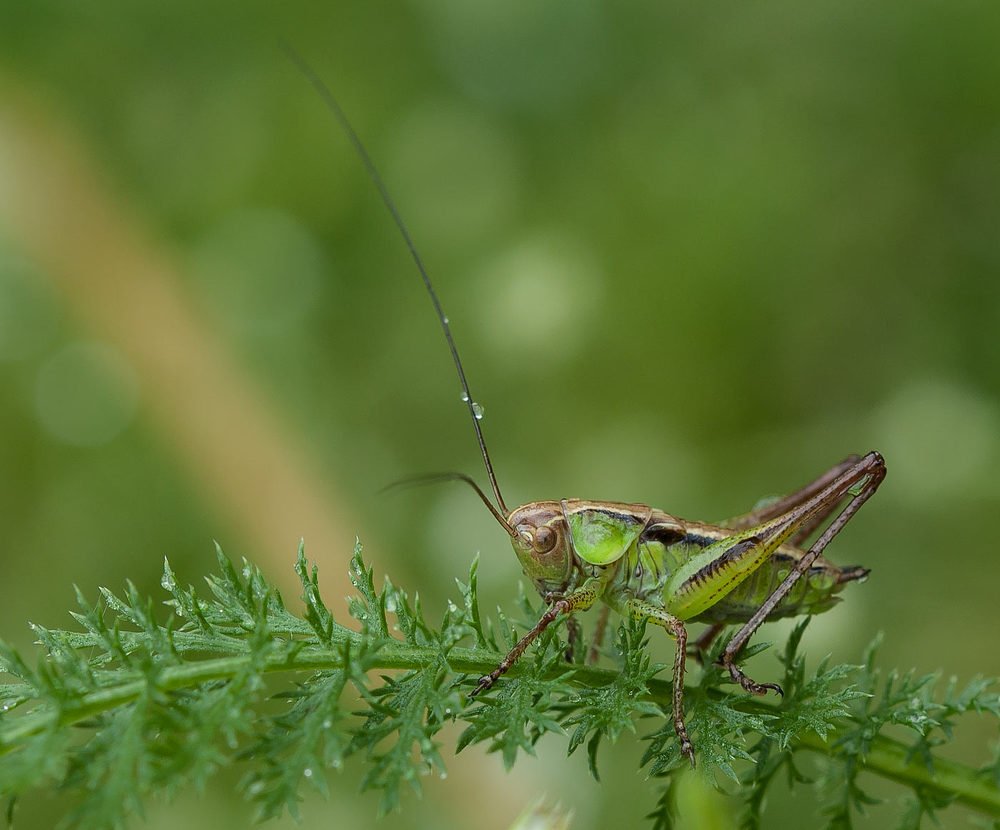 Зелененьким он был