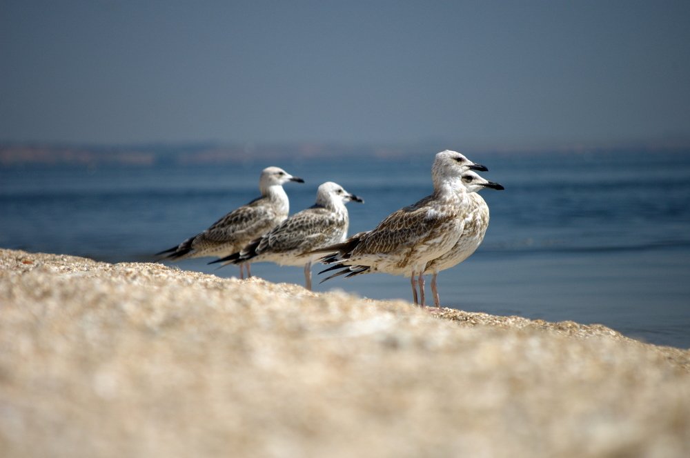 Photograph by Sergey Otkidach