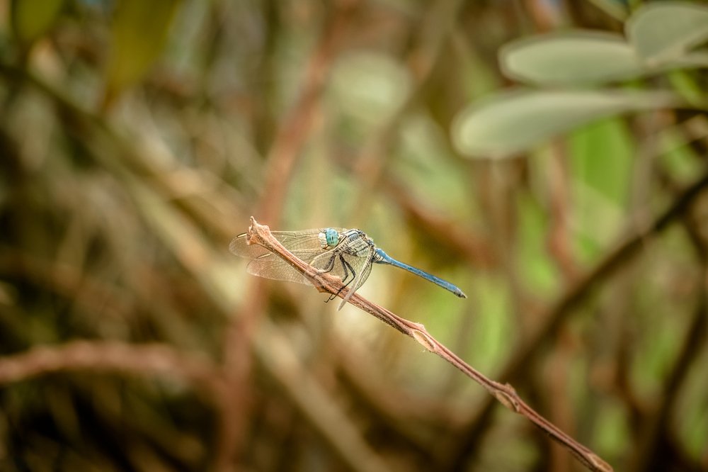 Photograph by Muslim Aqeel