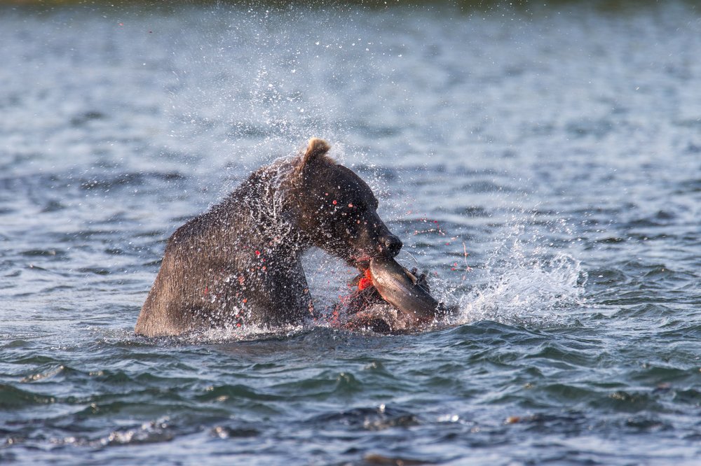Photograph by Елена Верещака