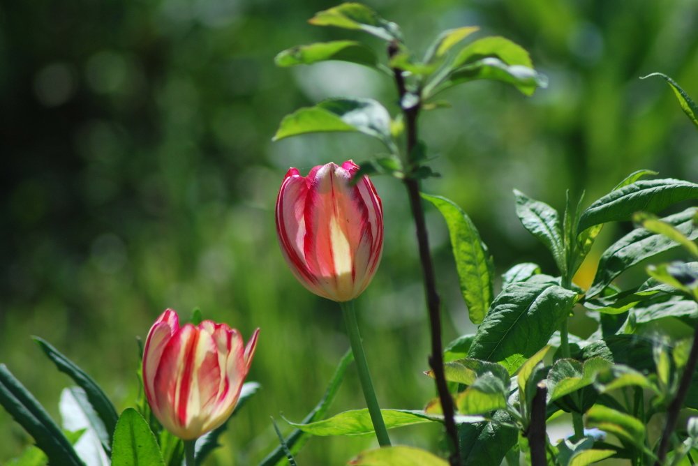 Фотография автора Наталья Липовская