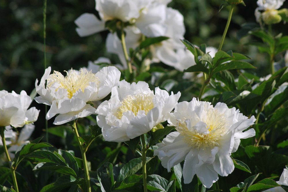 Фотография автора Наталья Липовская