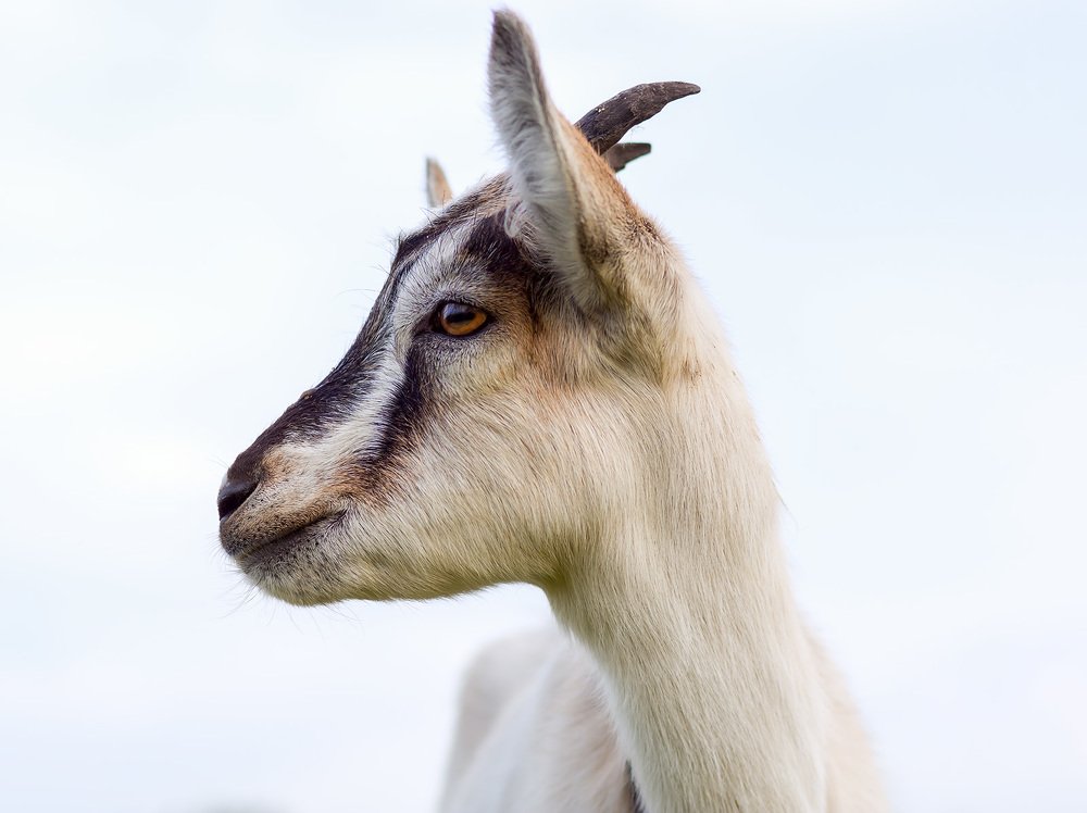 Photograph by Олег Милеев (Каминцев)