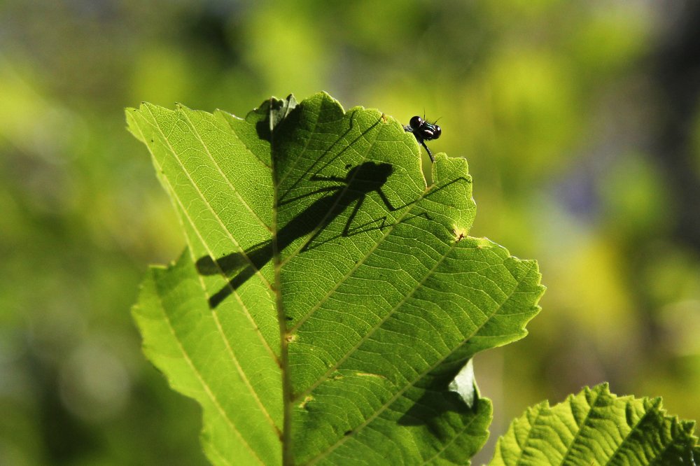 Hello - привет