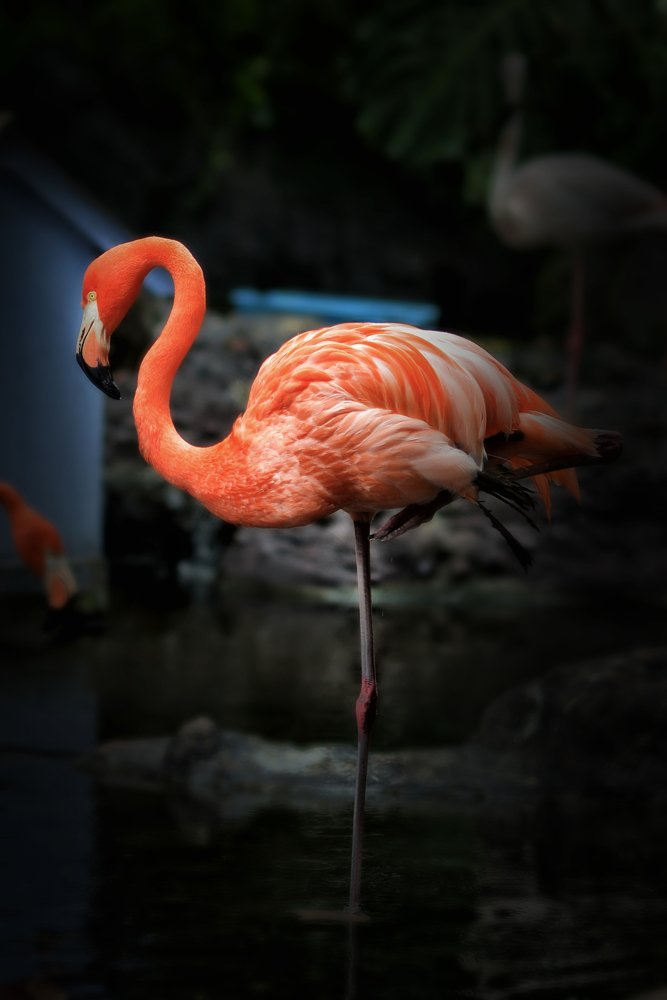 The beauty flaminggo