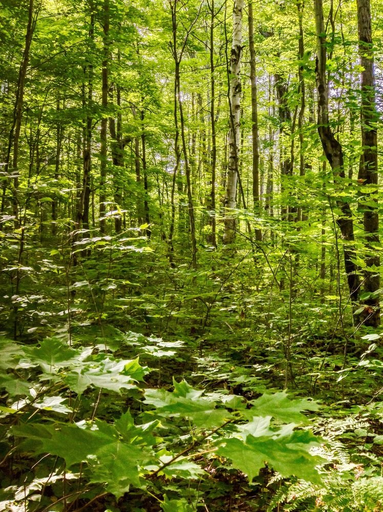 Nature in its green state