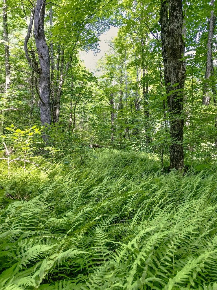 Nature in its green state